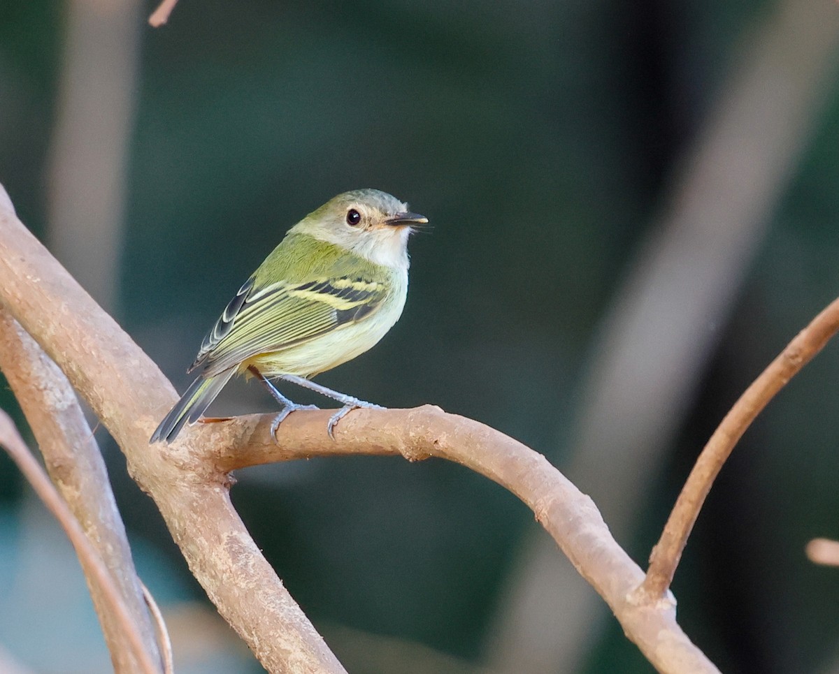 Серощёкий тоди-мухолов - ML638488038