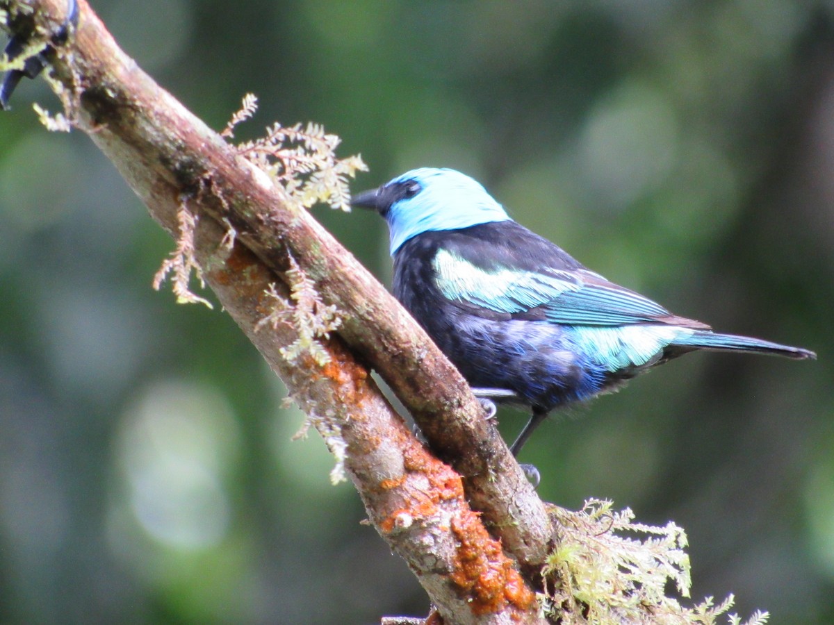 Blue-necked Tanager - ML638488041