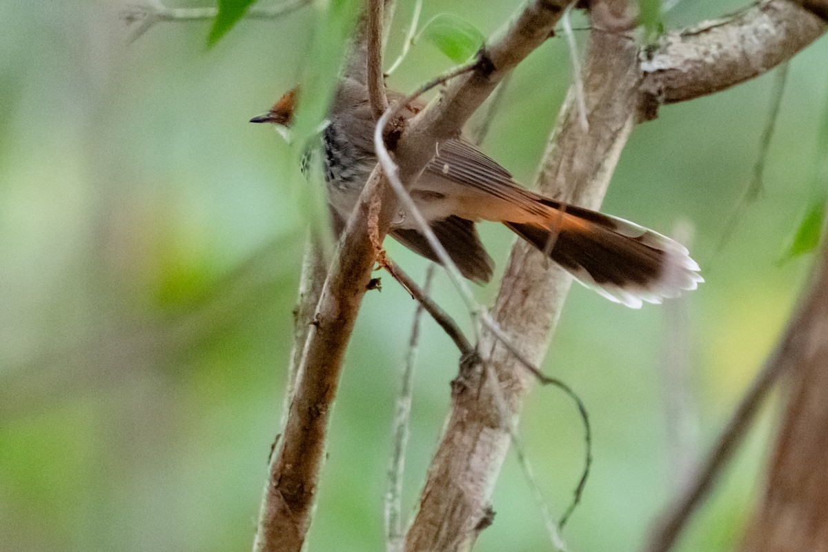 Australian Rufous Fantail - ML638488043