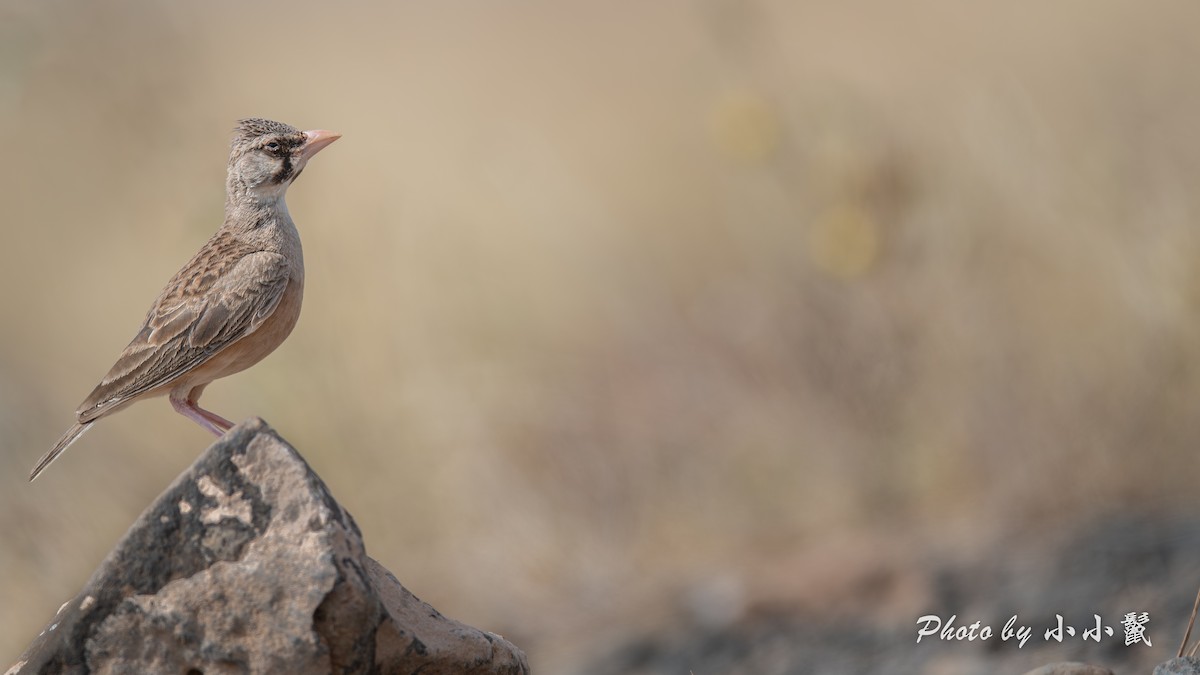 Masked Lark - ML638488044