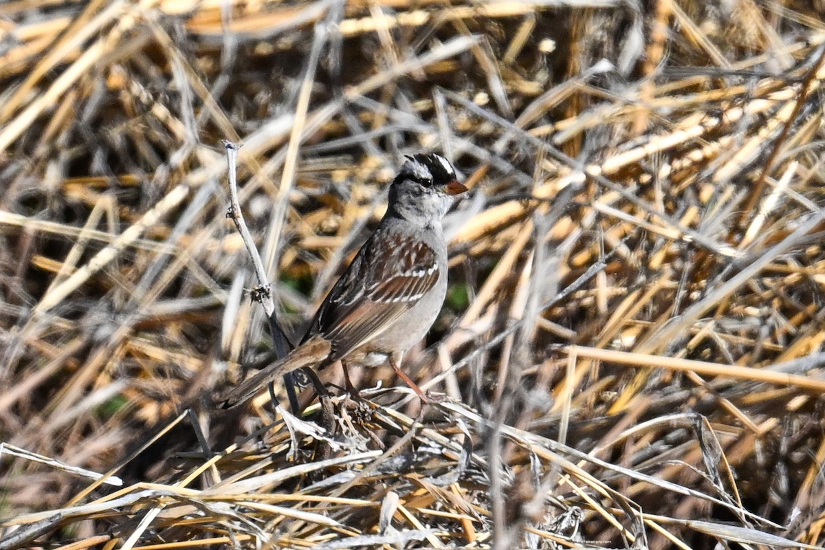 White-crowned Sparrow - ML638488049