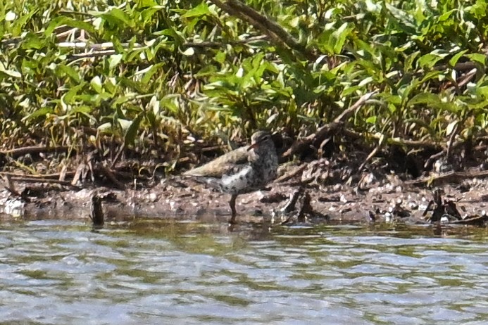 Spotted Sandpiper - ML638488063