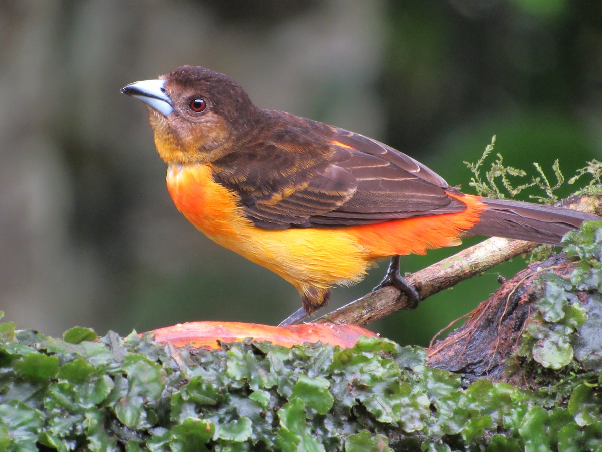 Flame-rumped Tanager (Flame-rumped) - ML638488098