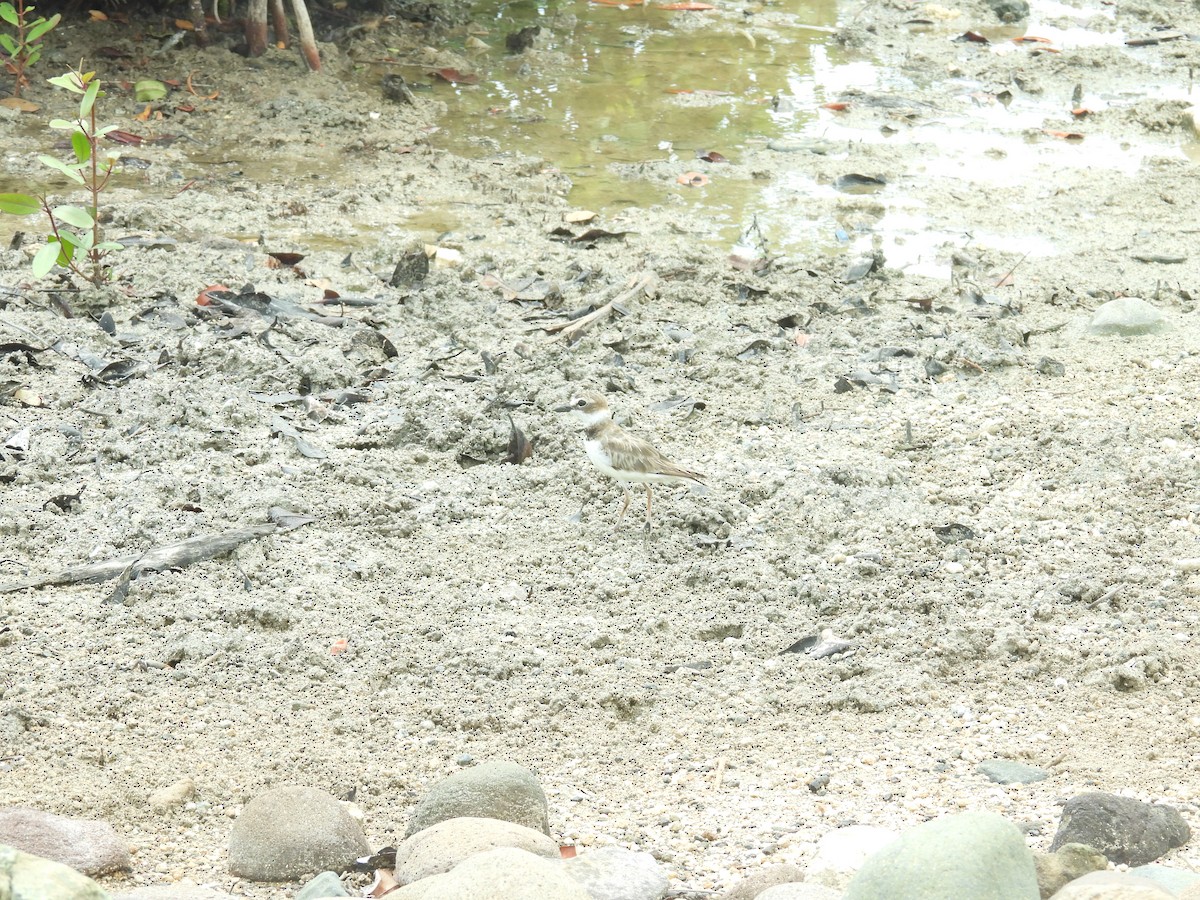 Wilson's Plover - ML638488102