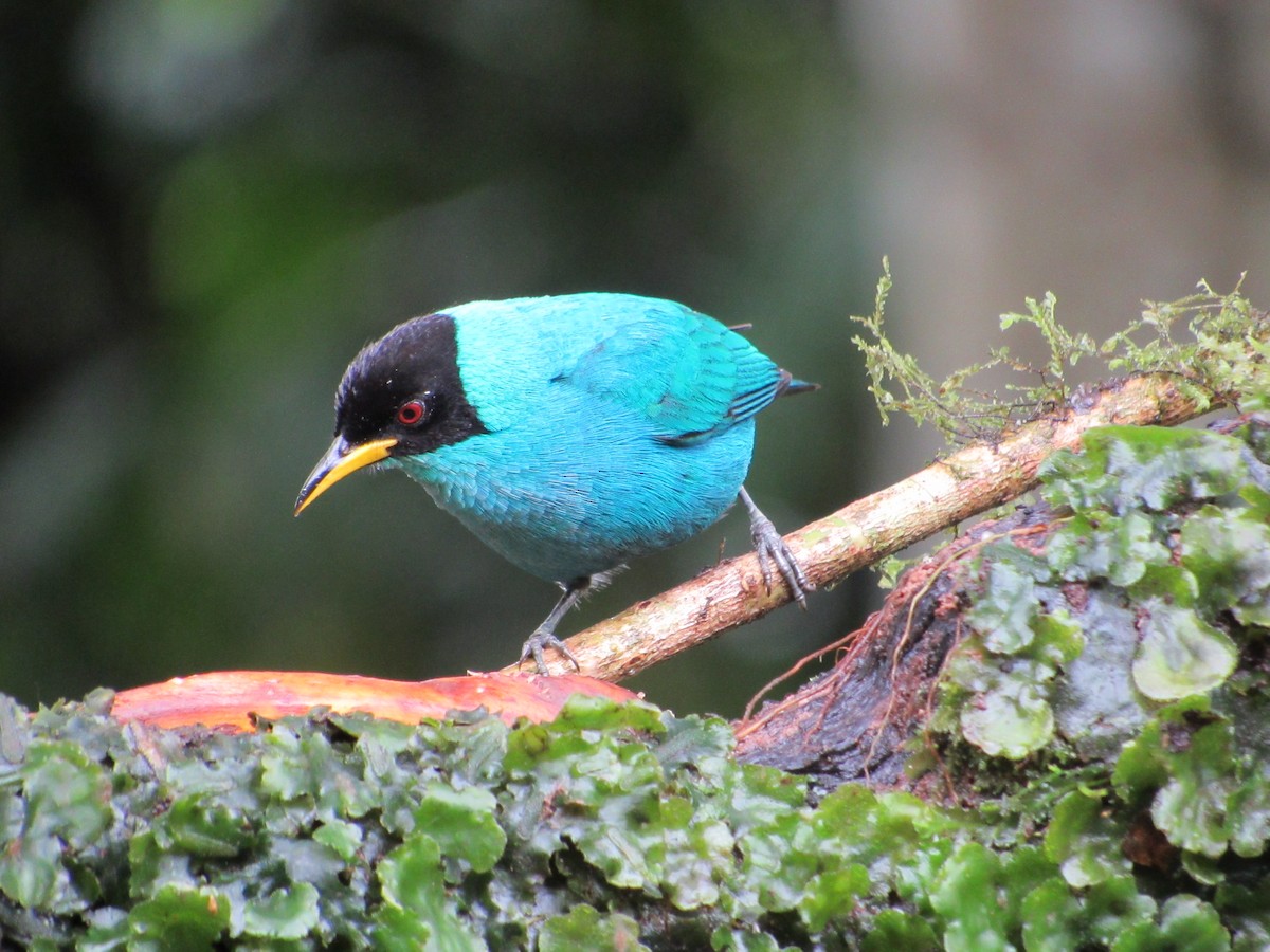 Green Honeycreeper - ML638488104
