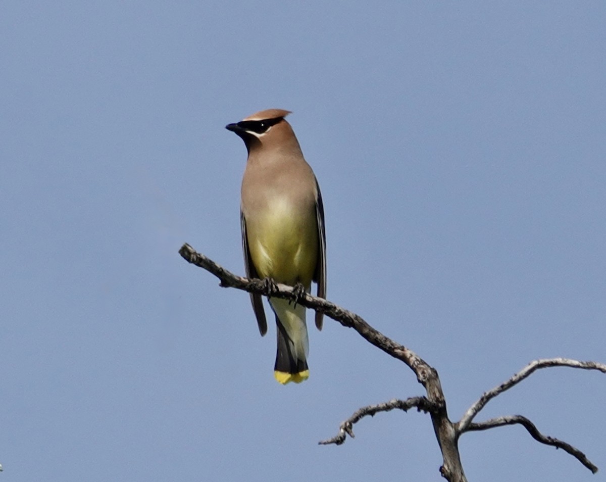 Cedar Waxwing - ML638488118
