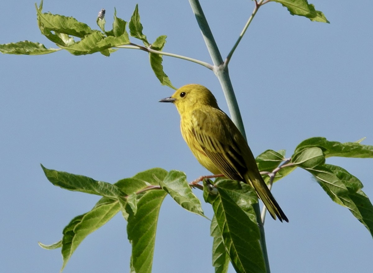 Yellow Warbler - ML638488123