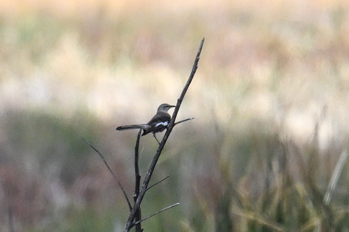 Northern Mockingbird - ML638488139