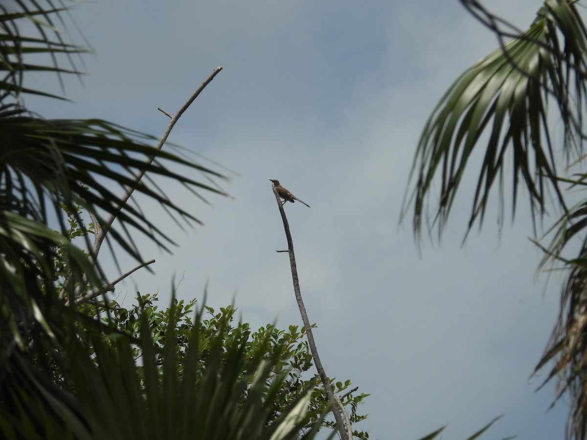 Bahama Mockingbird - ML638488147