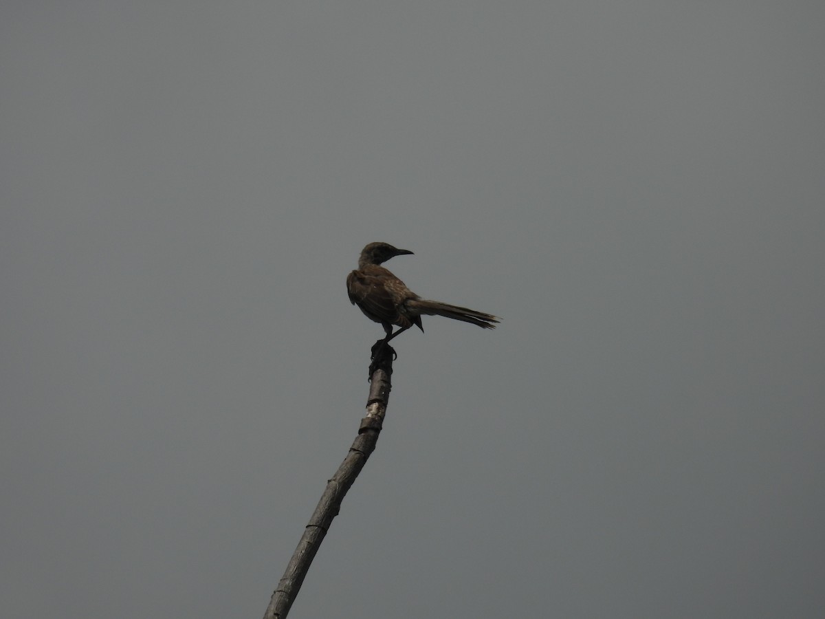 Bahama Mockingbird - ML638488149
