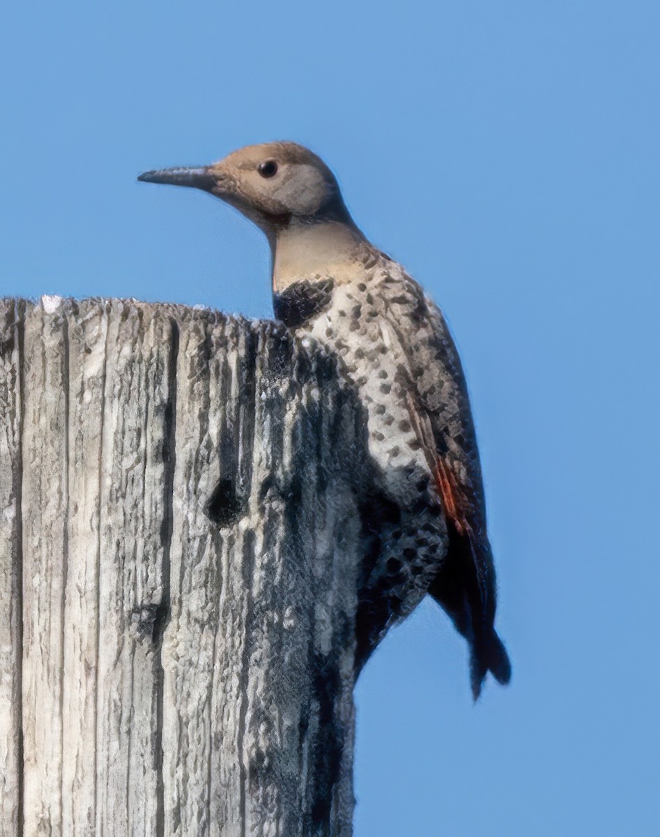 Northern Flicker - ML638488154