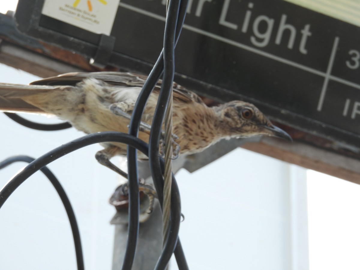 Bahama Mockingbird - ML638488159