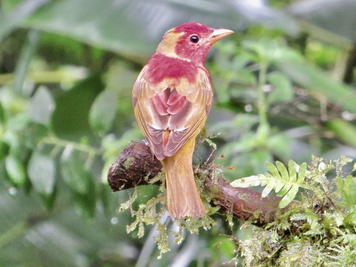 Summer Tanager - ML638488169