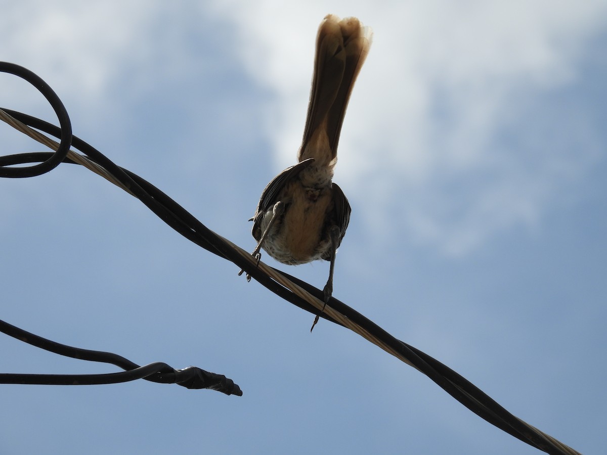 Bahama Mockingbird - ML638488171