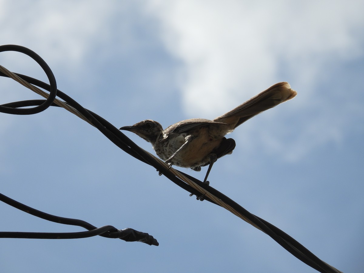 Bahama Mockingbird - ML638488175