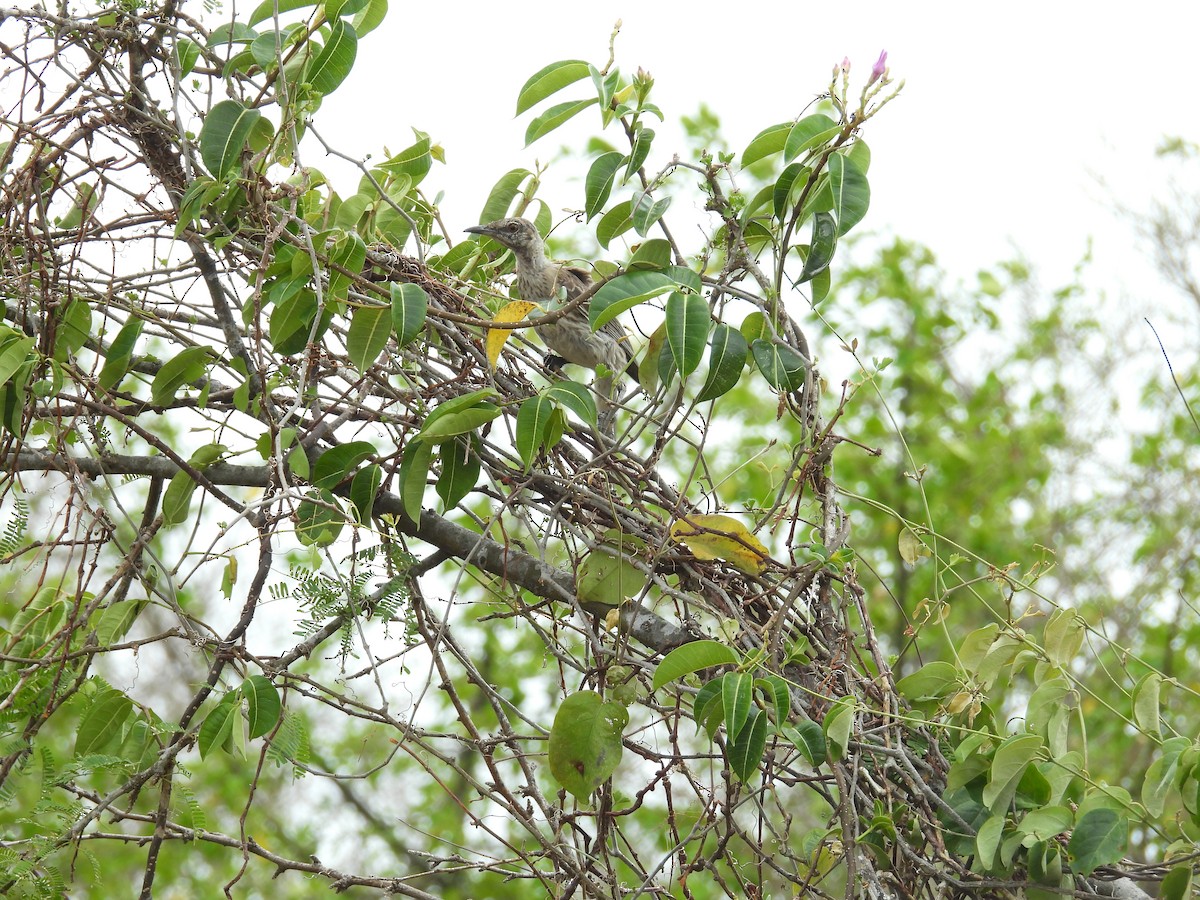Bahama Mockingbird - ML638488181