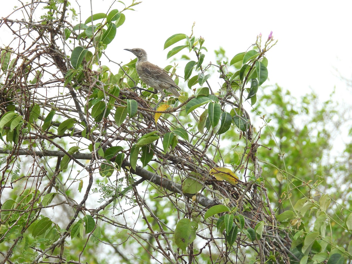 Bahama Mockingbird - ML638488182