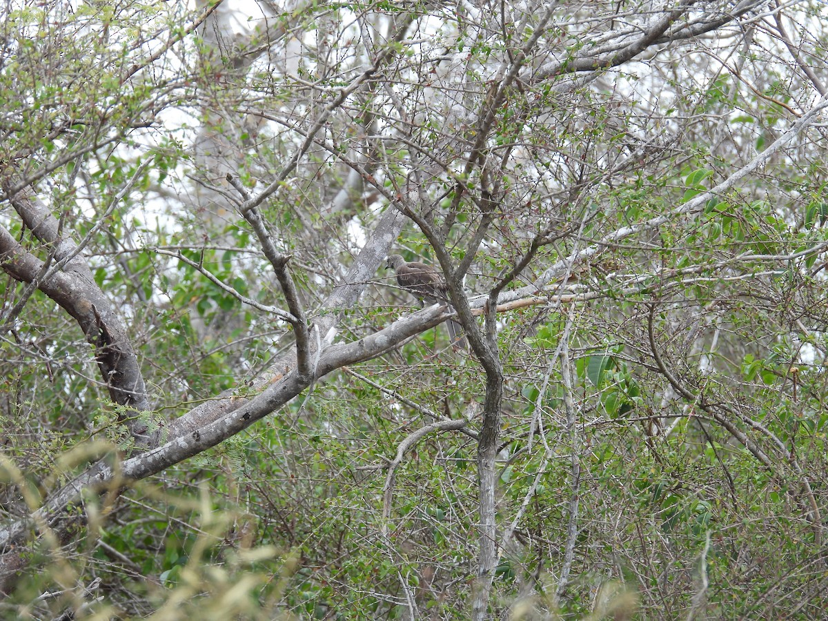 Bahama Mockingbird - ML638488187