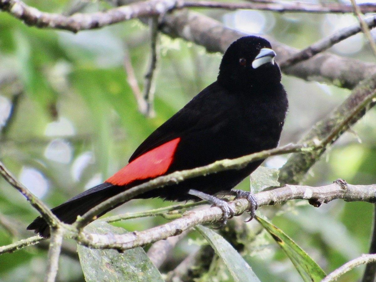 Flame-rumped Tanager (Flame-rumped) - ML638488197