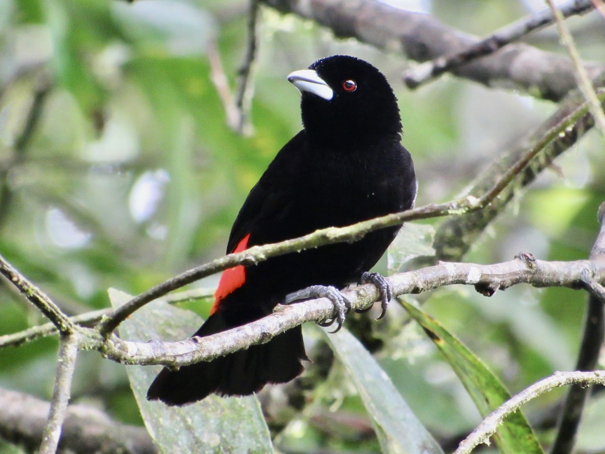 Flame-rumped Tanager (Flame-rumped) - ML638488216