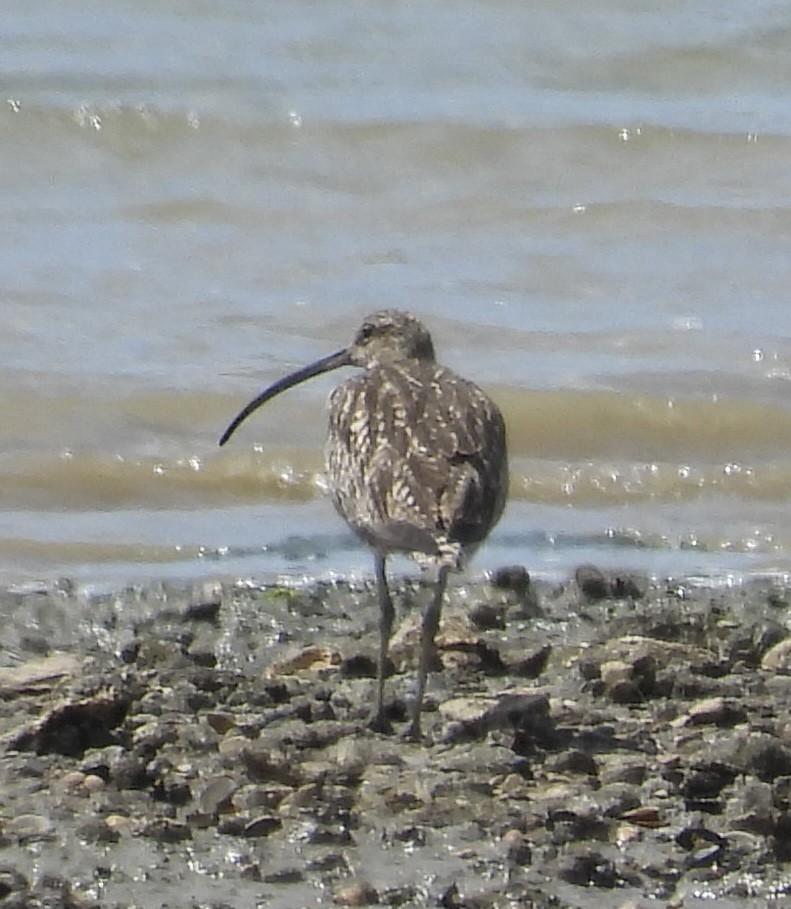 Eurasian Curlew - ML638488222