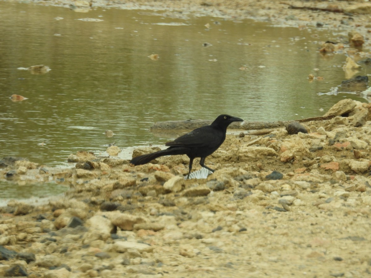 Great-tailed Grackle - ML638488226