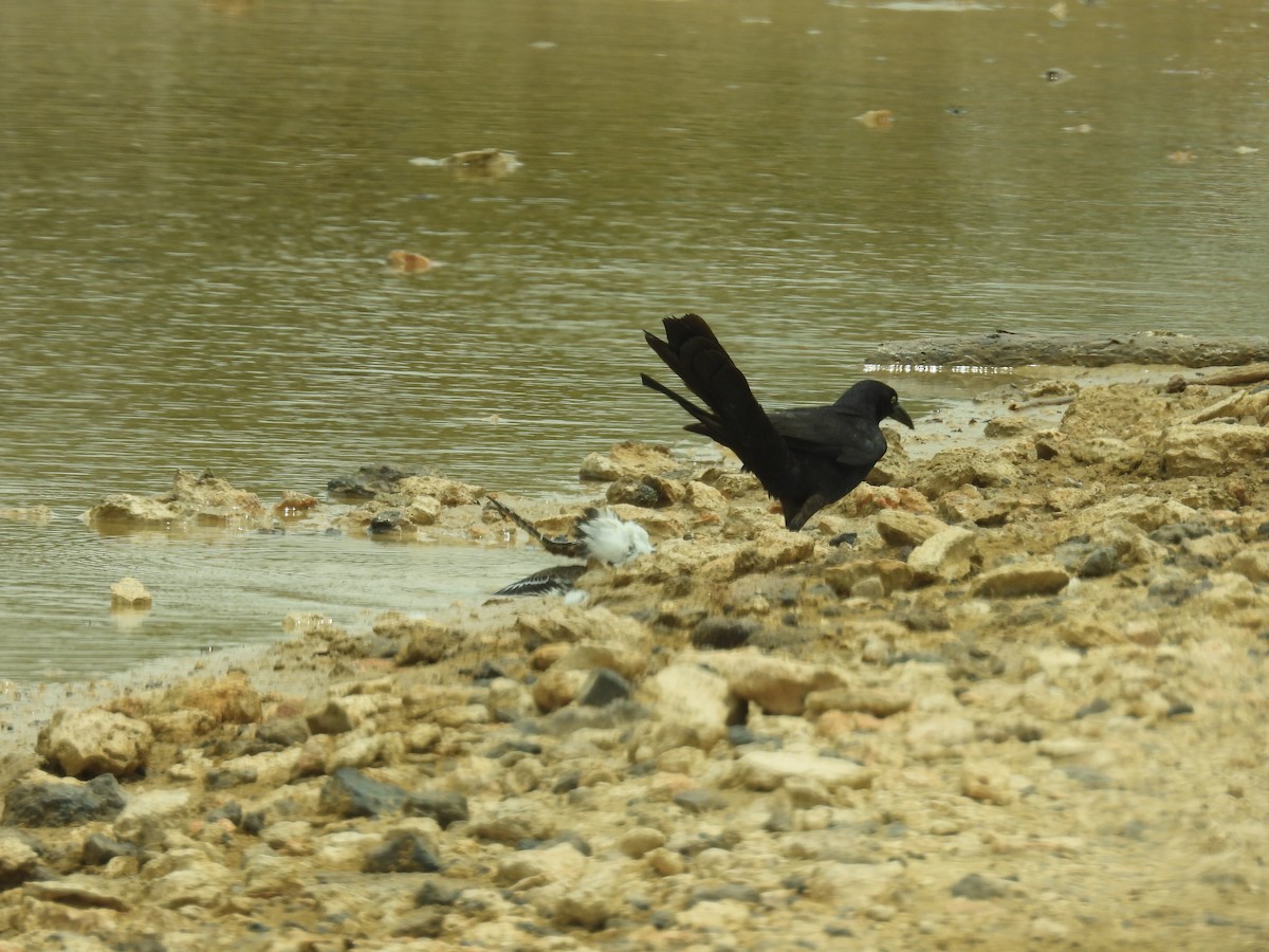 Great-tailed Grackle - ML638488230