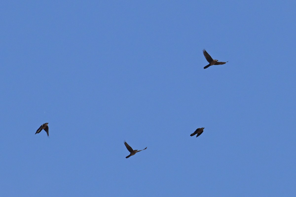 Great-tailed Grackle - ML638488232