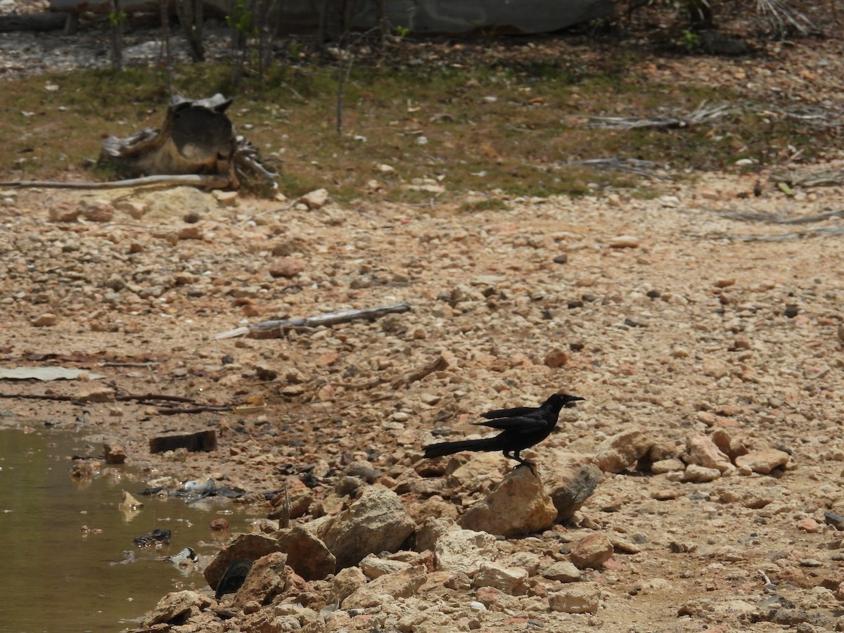 Great-tailed Grackle - ML638488236