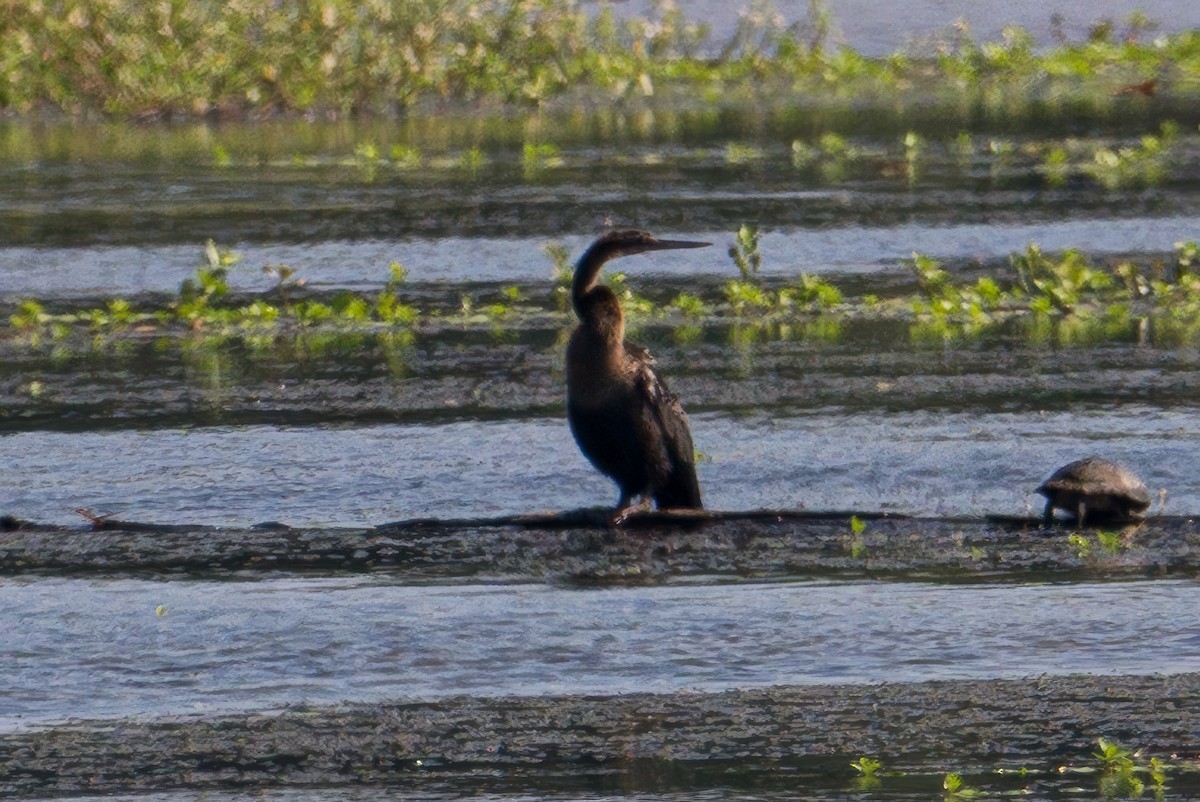 Anhinga - ML638488240