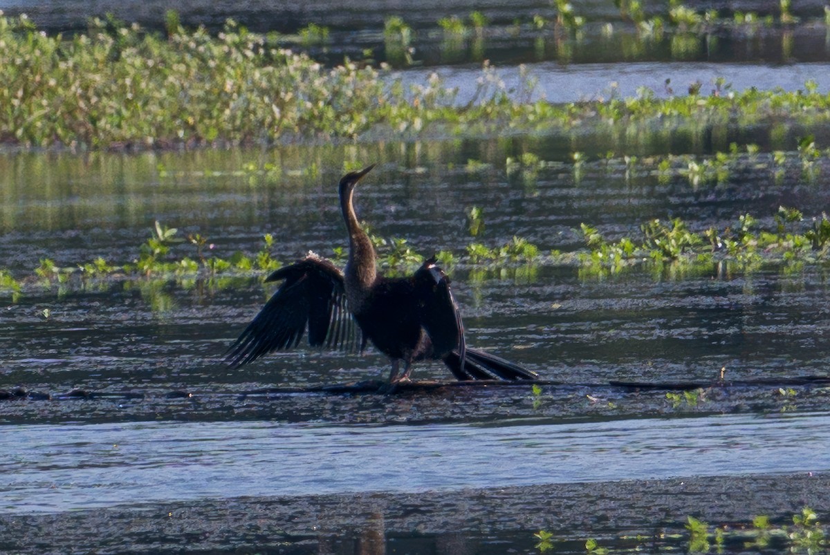 Anhinga - ML638488241