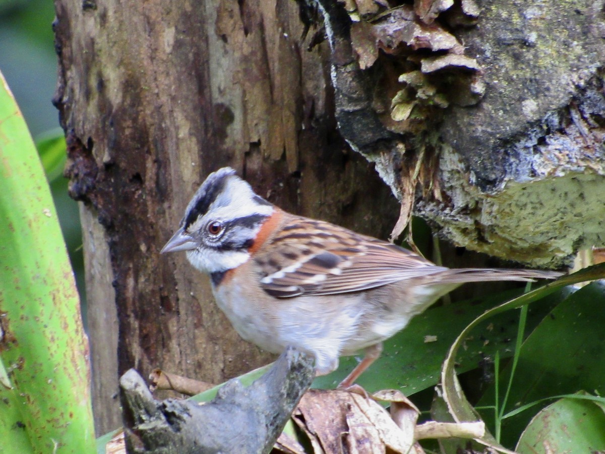 Rufous-collared Sparrow - ML638488246