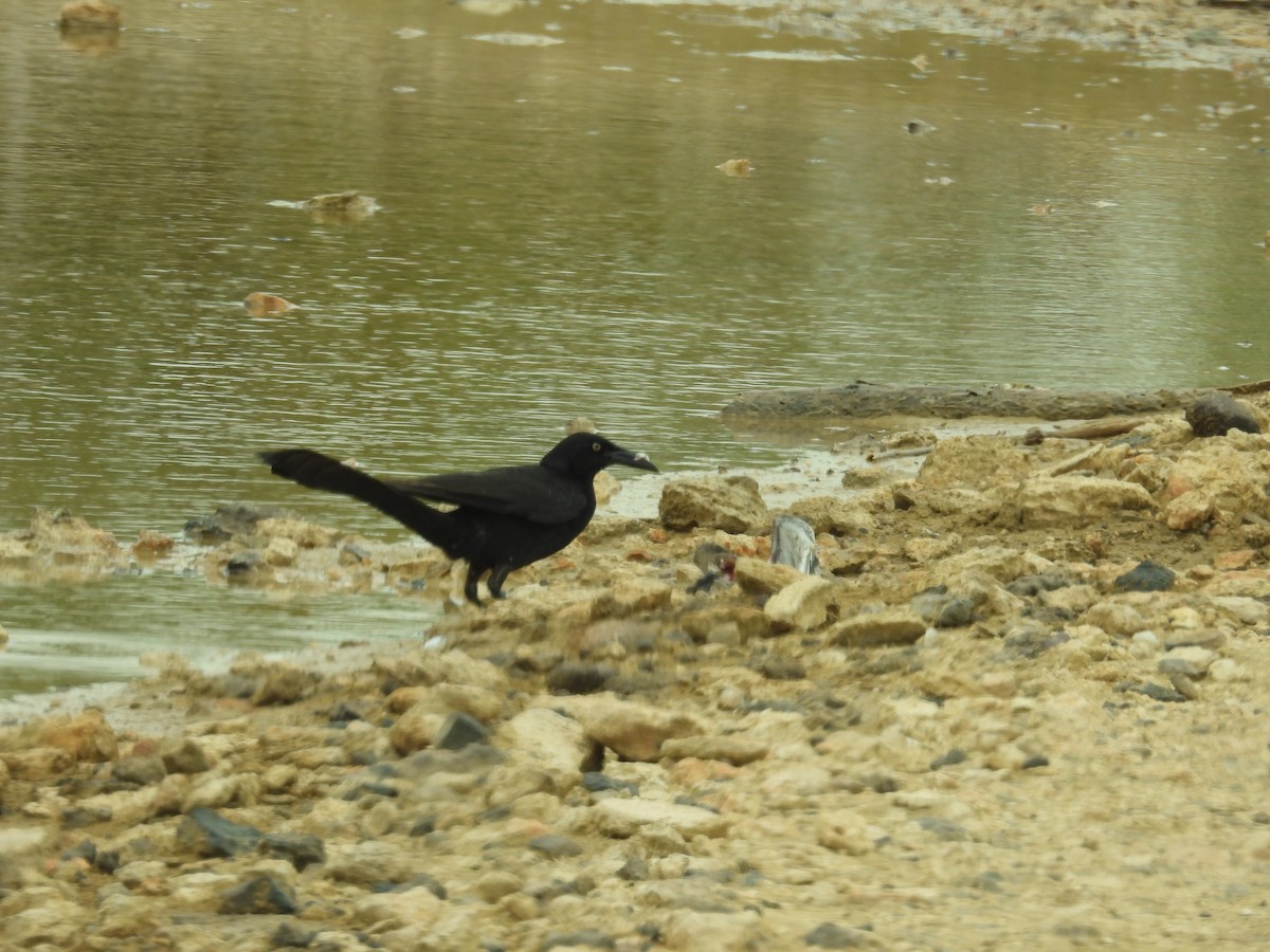Great-tailed Grackle - ML638488247