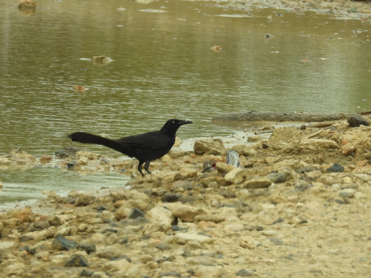 Great-tailed Grackle - ML638488248