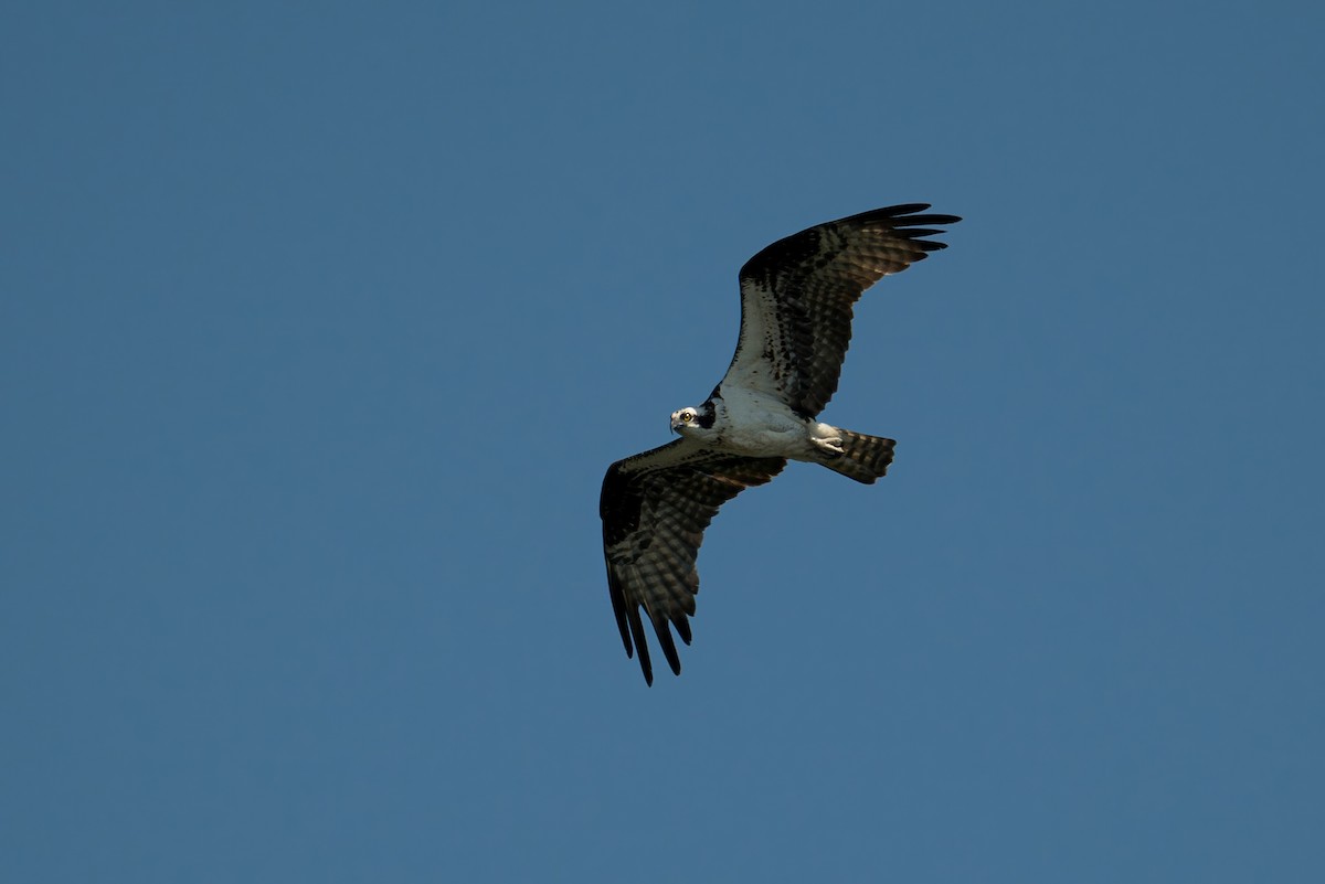 Osprey - ML638488249