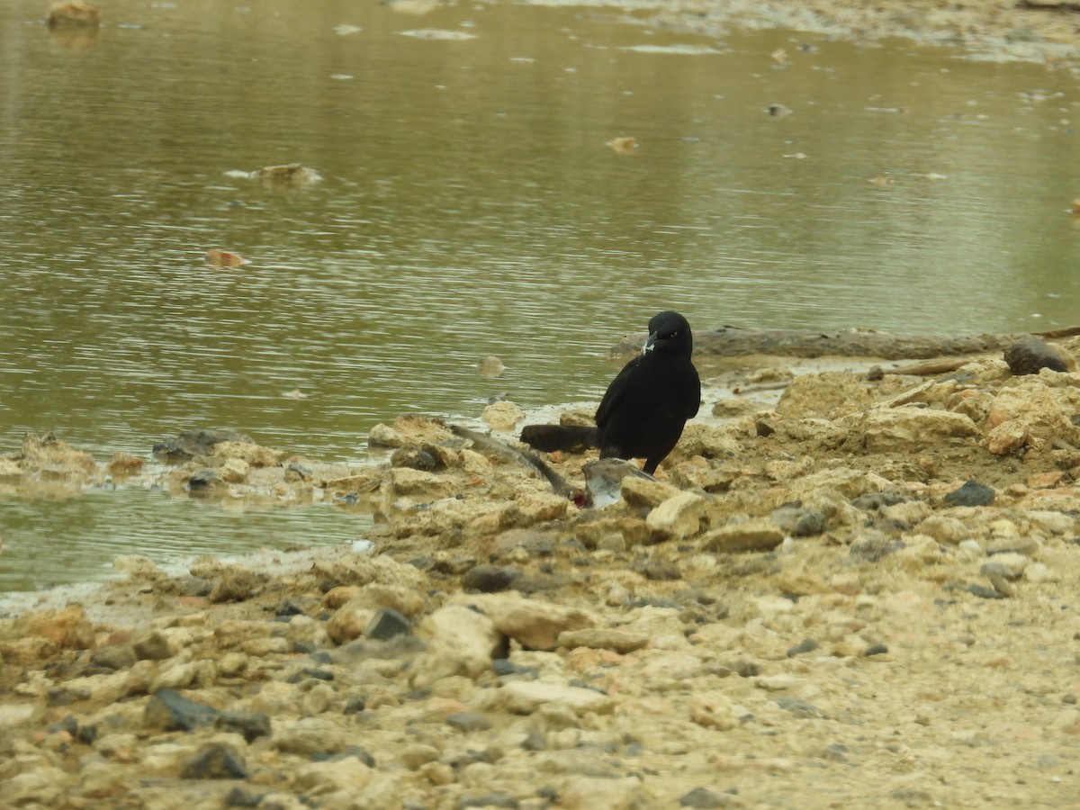 Great-tailed Grackle - ML638488250