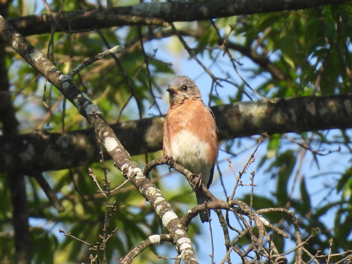 Eastern Bluebird - ML638488251