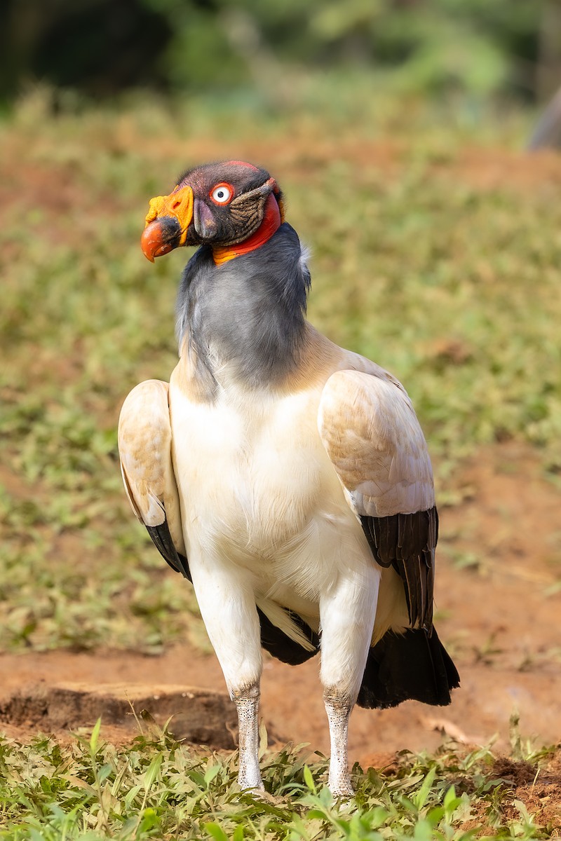 King Vulture - ML638488254