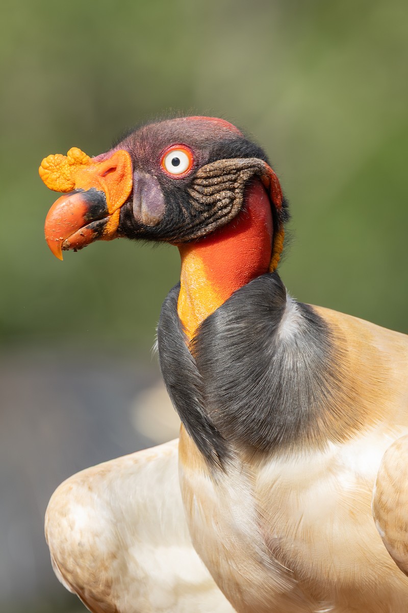 King Vulture - ML638488255