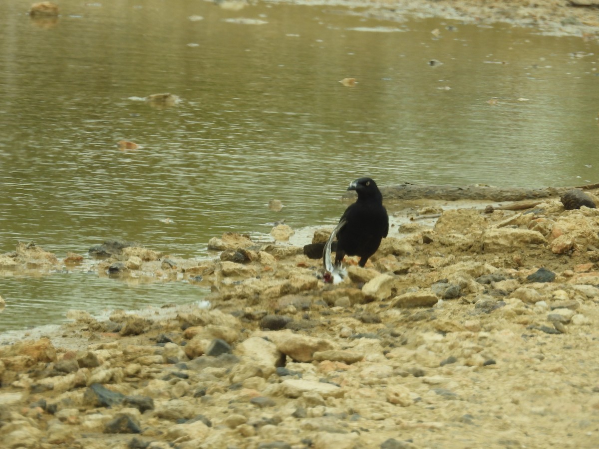 Great-tailed Grackle - ML638488257