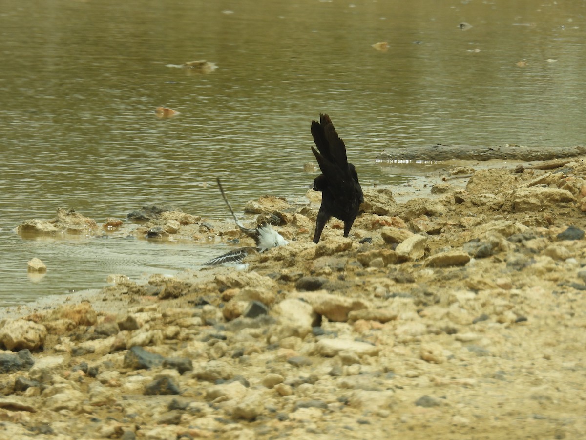 Great-tailed Grackle - ML638488261