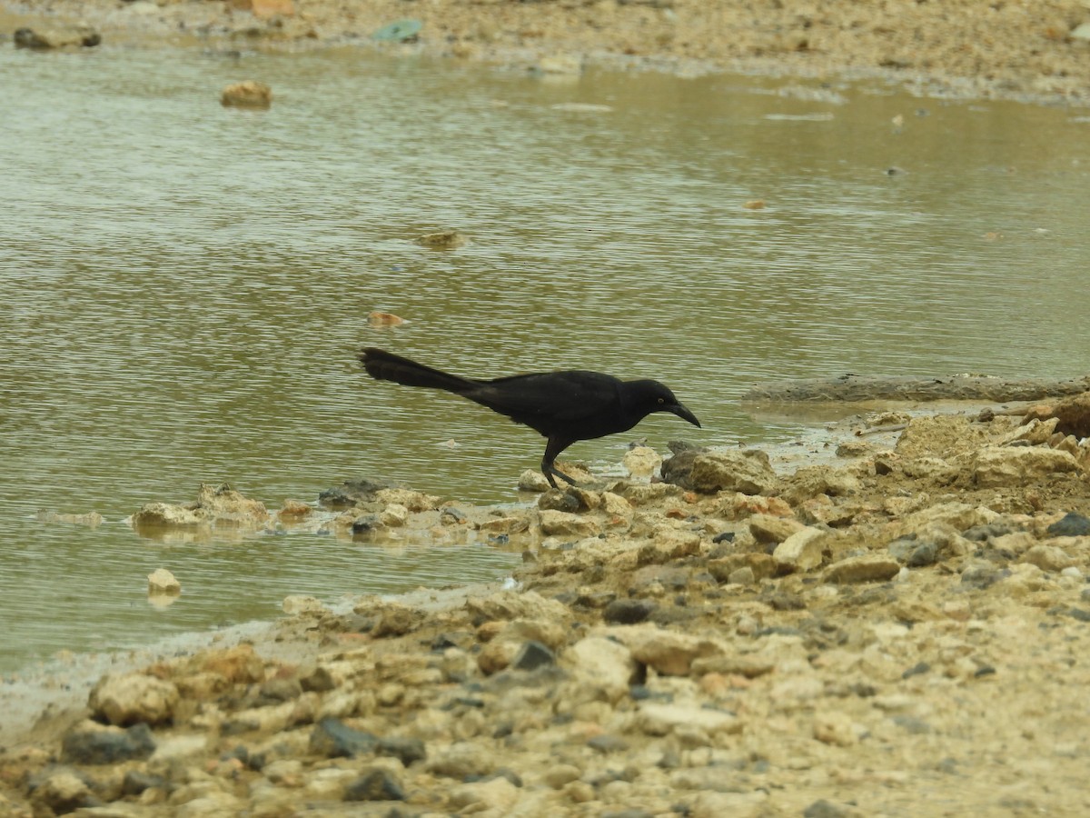 Great-tailed Grackle - ML638488266