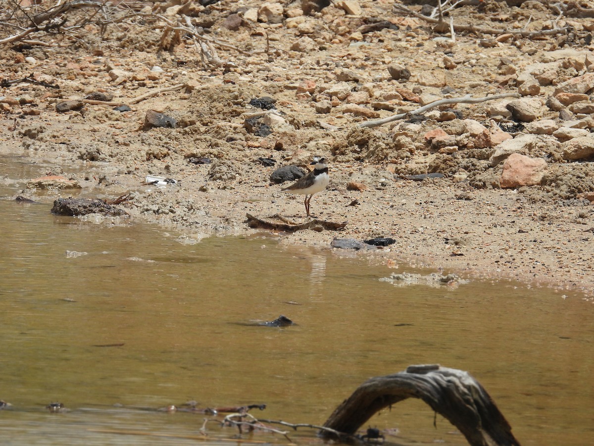 Wilson's Plover - ML638488273