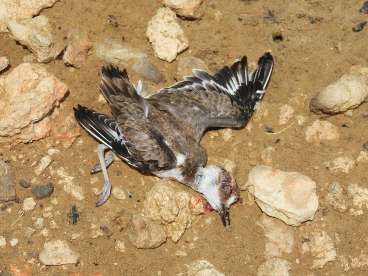 Wilson's Plover - ML638488274