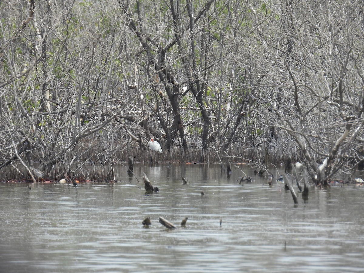 White Ibis - ML638488288