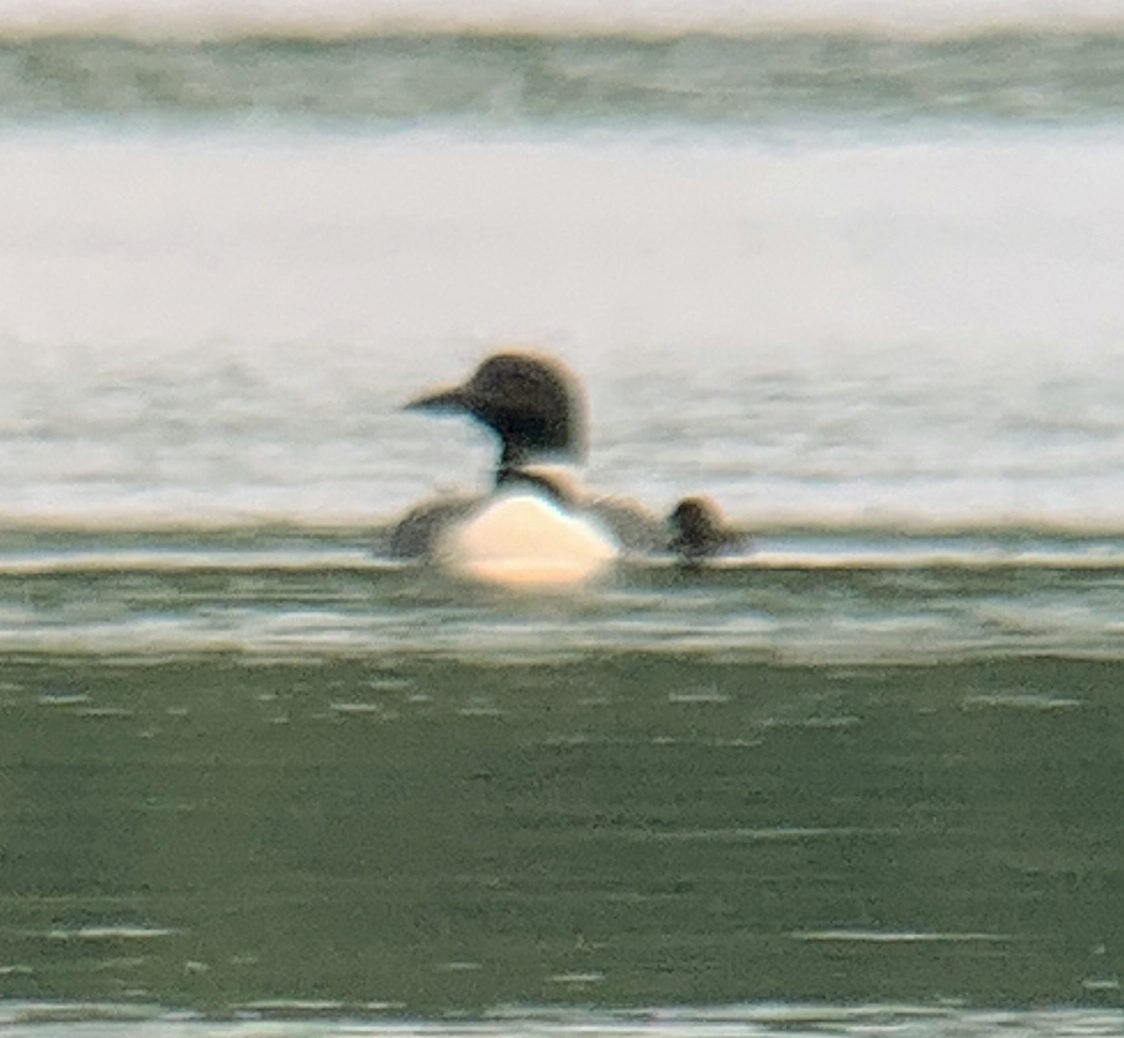 potáplice lední - ML638488301