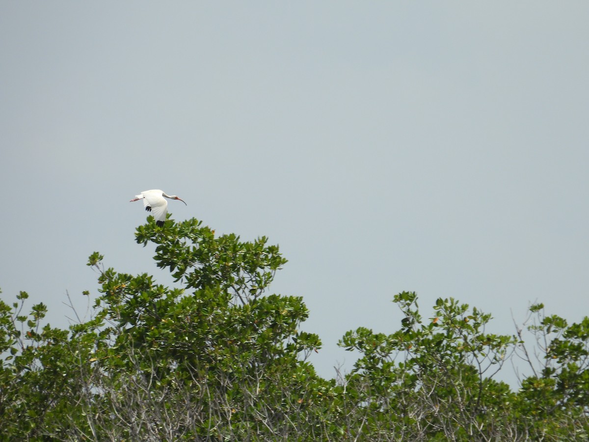 White Ibis - ML638488311