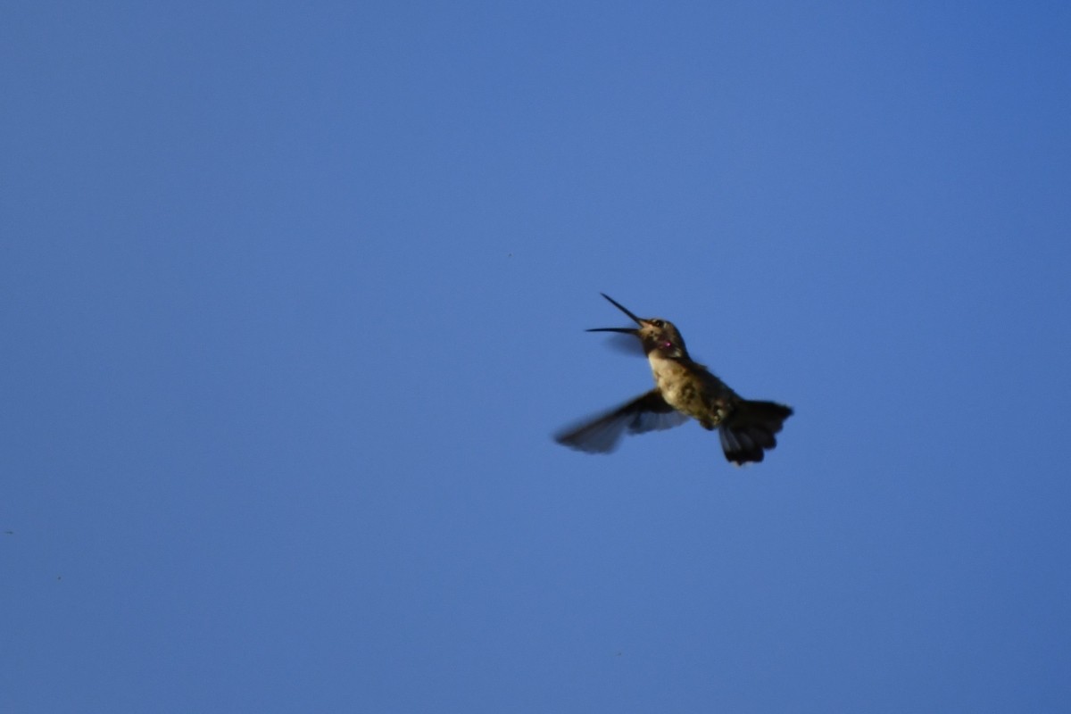 Costa's Hummingbird - ML638488314