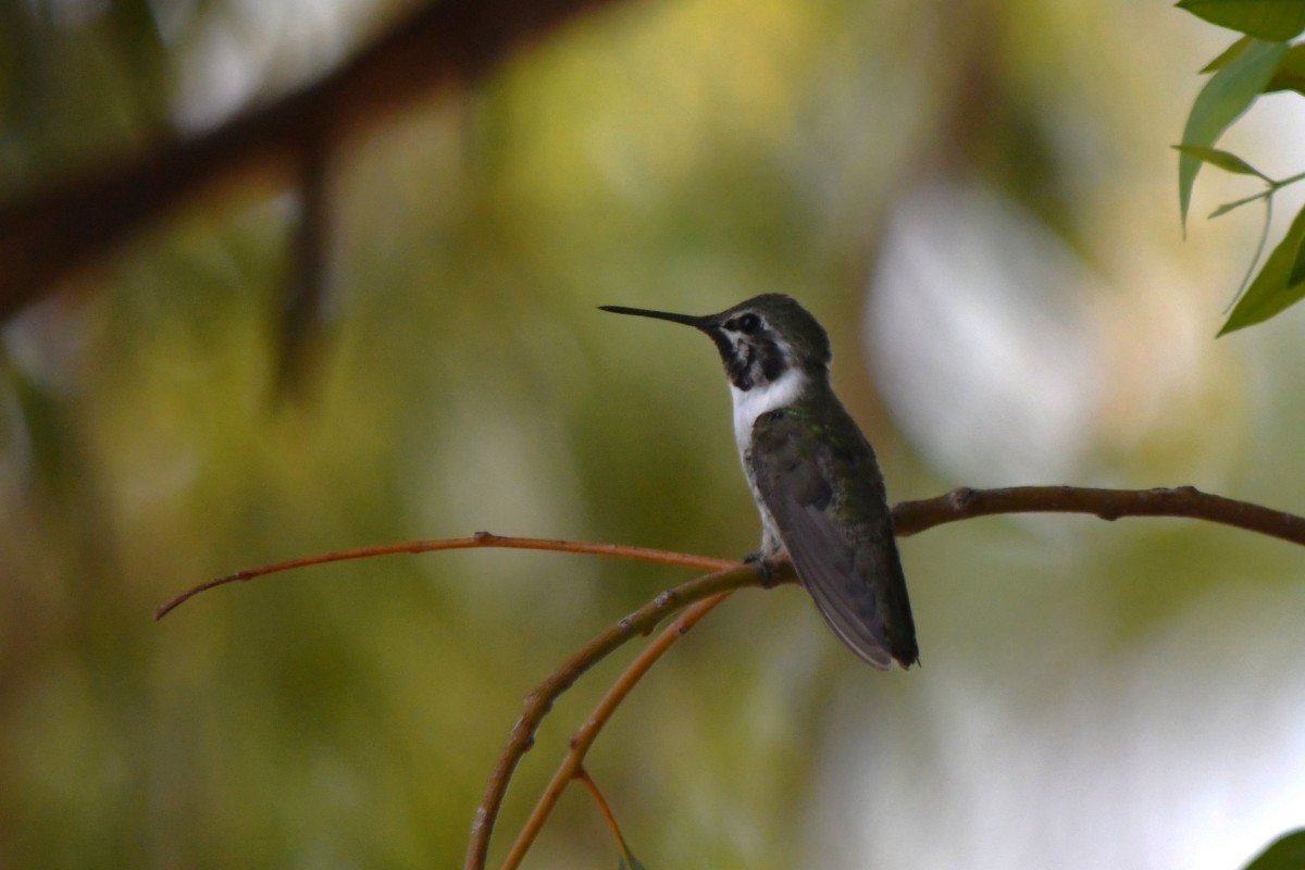 Costa's Hummingbird - ML638488315