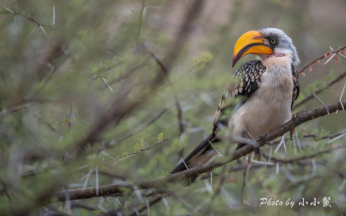 Eastern Yellow-billed Hornbill - ML638488321
